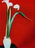 Holger Jacobs, "Les Fleurs", C-Print auf Diasec