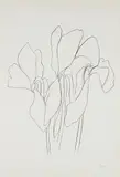 Cyclamen V, from Suite of Plant Lithographs by Ellsworth Kelly, 1964-65, Lithograph, on Rives BFK paper, with full margins, sold Apr 2019