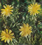 Rain and Flowers (Detail of construction) by Andy Warhol, 1970, Lenticular print in colors, laid to heavy wove paper (as issued), the full sheet, sold Apr 2019