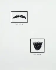 Lorna Simpson, Untitled, from Portraits, 1994, Gelatin silver print