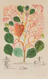 Begonia (Anacardium recordans), from Flordali® (Flora Dalinae) by Salvador Dalí, 1968, Etching with drypoint and pochoir, on Arches paper, with full margins,, sold Oct 2019