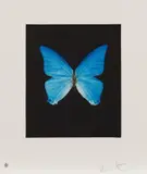 Providence, from Butterfly Etchings by Damien Hirst, 2009, Etching and aquatint in colors, on wove paper, with full margins, sold Oct 2019