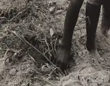 Hand of a Young Daughter, Transplanting Sweet Potatoes, Tenant Farmers, Colored, Near Chatham, North Carolina by Dorothea Lange, 1939, Gelatin silver print, sold Apr 2019