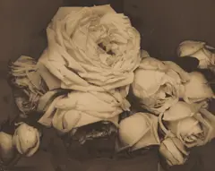 Edward Steichen, Heavy Roses, Voulangis, France, 1914, Palladium print, solarized