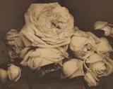 Edward Steichen, Heavy Roses, Voulangis, France