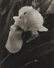 Iris by Alma Lavenson, 1932, Gelatin silver print, sold Apr 2019