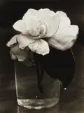 Consuelo Kanaga, Camellia in Water