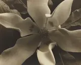 Edward Steichen, Magnolia Blossoms, Voulangis, France