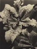 Alma Lavenson, Auratum Lily, 1932, Gelatin silver print
