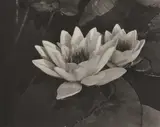 Water Lilies by Alma Lavenson, 1932, Gelatin silver print, sold Apr 2019