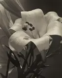 Easter Lily by Alma Lavenson, 1932, Gelatin silver print, sold Apr 2019