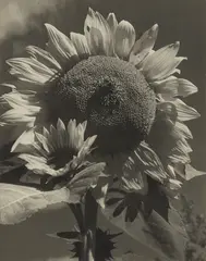 Sunflower by Consuelo Kanaga, 1942, Gelatin silver print, printing date unknown, sold Apr 2019