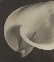 Imogen Cunningham, Calla, circa 1925, Gelatin silver print