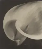 Imogen Cunningham, Calla, circa 1925, Gelatin silver print