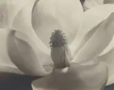 Imogen Cunningham, Magnolia Blossom ('Formen Einer Blume'), 1925, Gelatin silver print