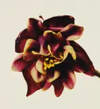 Irving Penn, Columbine/Aquilegia vulgaris: William Guiness, New York