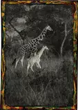 Peter Beard, Uganda, 1966, Gelatin silver print with ink and paint, executed 2006