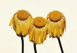 Irving Penn, Gerbera Daisy/Gerbera jamesonii "Husky," New York