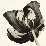 Irving Penn, Cottage Tulip: Sorbet, New York, 1967, Platinum palladium print, printed 1987