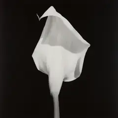Calla Lily by Robert Mapplethorpe, 1987, Gelatin silver print, sold Apr 2019