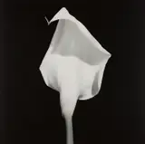 Robert Mapplethorpe, Calla Lily, 1987, Gelatin silver print