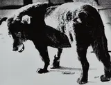 Daidō Moriyama, Stray Dog, Misawa, Aomori