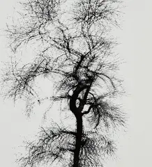 Multiple Exposure Tree, Chicago by Harry Callahan, 1956, Gelatin silver print, printed later, sold Apr 2019