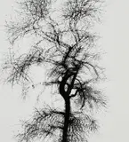 Multiple Exposure Tree, Chicago by Harry Callahan, 1956, Gelatin silver print, printed later, sold Apr 2019