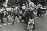 Charles Moore, Dogs used by Birmingham, Ala. Cops to quell Negro Race Riots, 1963, Gelatin silver print