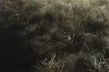 Alfred Stieglitz, Grasses