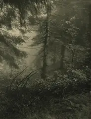 Untitled (forest) by Josef Sudek, 1948, Pigment print, sold Apr 2019