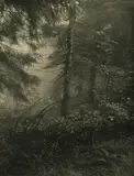 Josef Sudek, Untitled (forest)