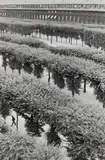 Gardens of the Palais Royal, Paris by Henri Cartier-Bresson, 1959, Gelatin silver print, printed later, sold Apr 2019