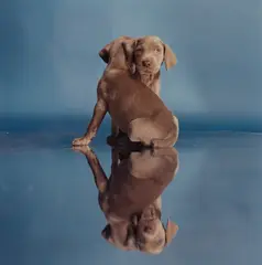 About face by William Wegman, 2001, Chromogenic print, sold Apr 2019