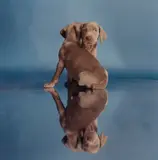 William Wegman, About face