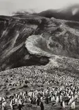 Chinstrap Penguins (Pygoscelis Antarctica), Deception Island, Antarctica by Sebastião Salgado, 2005, Gelatin silver print, flush-mounted, sold Apr 2019