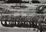 Mountain Zebras, Hoanib River Valley, Damaraland, Namibia by Sebastião Salgado, 2005, Gelatin silver print, sold Apr 2019
