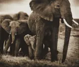 Nick Brandt, Elephant Mother and Two Babies, Serengeti