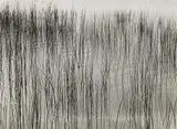 Harry Callahan, Detroit