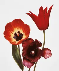 Irving Penn, Three Tulips (Red Shine, Black Parrot, Gudoshnik), New York, 1967, Dye transfer print, printed 1987