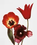 Three Tulips (Red Shine, Black Parrot, Gudoshnik), New York by Irving Penn, 1967, Dye transfer print, printed 1987, sold Oct 2019