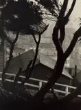 Johan Hagemeyer, Cypresses on Telegraph Hill, 1925, Gelatin silver print, tipped to black paper, printed circa 1948