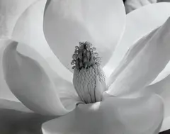Magnolia Blossom by Imogen Cunningham, 1925, Gelatin silver print, printed later, sold Oct 2019