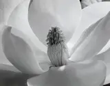 Imogen Cunningham, Magnolia Blossom, 1925, Gelatin silver print, printed later