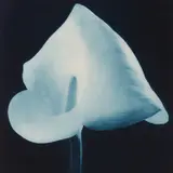 Robert Mapplethorpe, Blue Calla Lily, 1988, Color photogravure