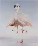 Simen Johan, Untitled #163 from Until the Kingdom Comes, 2011, Chromogenic print
