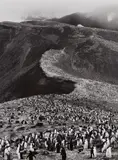 Sebastião Salgado, Chinstrap Penguins (Pygoscelis Antarctica), Deception Island, Antarctica