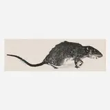 Christy Rupp, (...rat), 1983, offset lithograph on paper