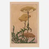 Edna Boies Hopkins, Achilles, c. 1906, woodcut in colors