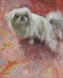 Edith Keene, Untitled, A Shih Tzu oil on canvas 61 x 51cm